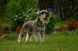 SCHNAUZER NAIN 095